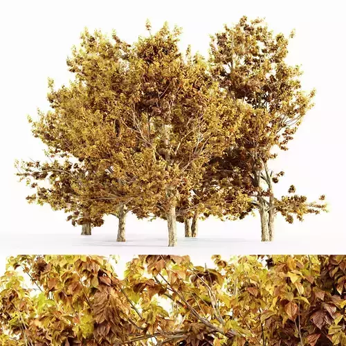 Korean Stewartia Fall tree collection 5 trees in the scene Free 3D model