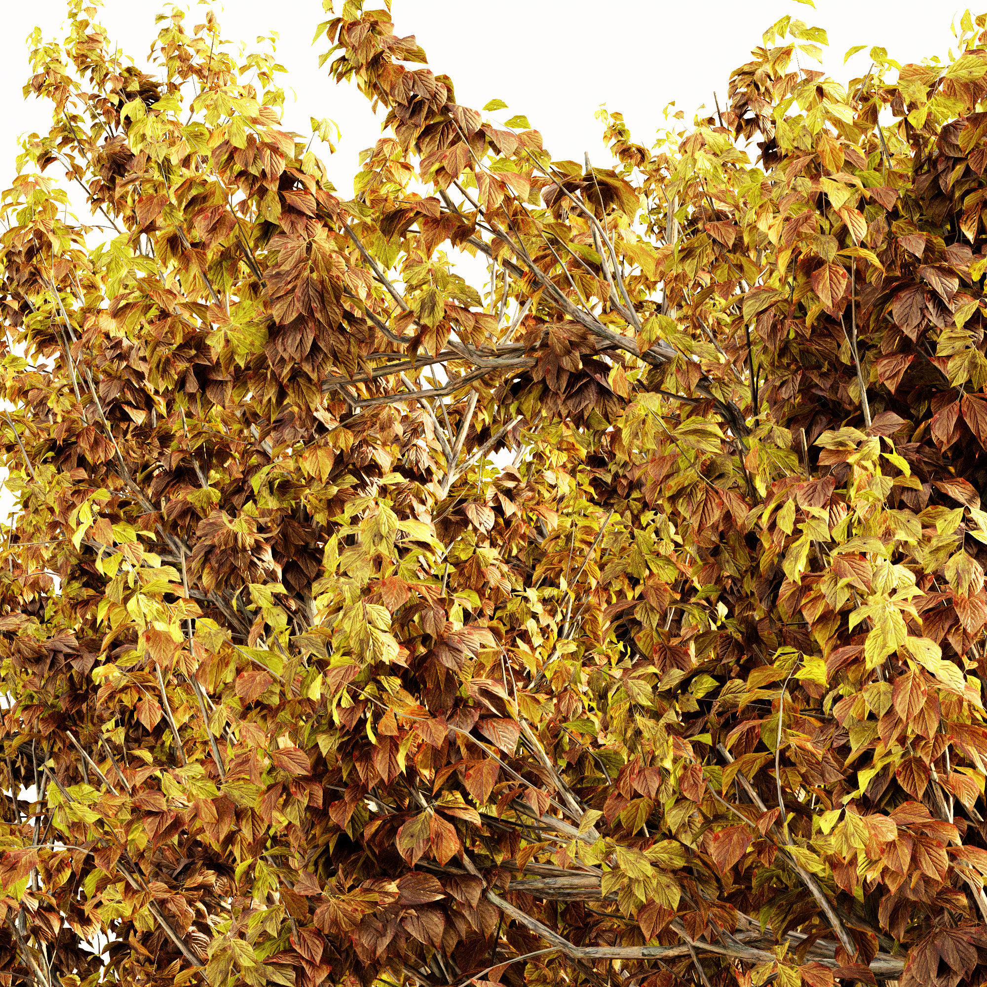 Korean Stewartia Fall tree collection 5 trees in the scene Free 3D model_2