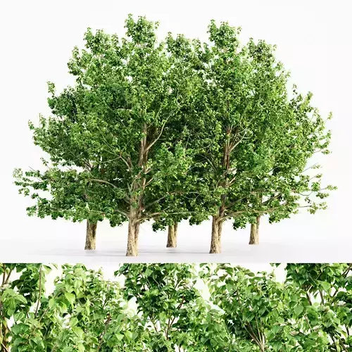 Korean Stewartia Spring tree collection 5 trees in the scene