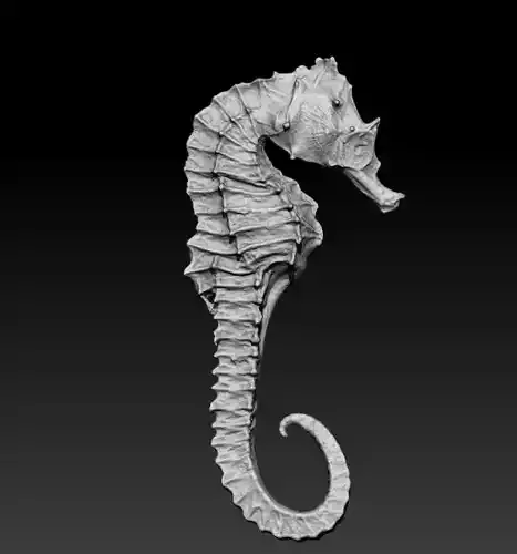 SEAHORSE 3D model