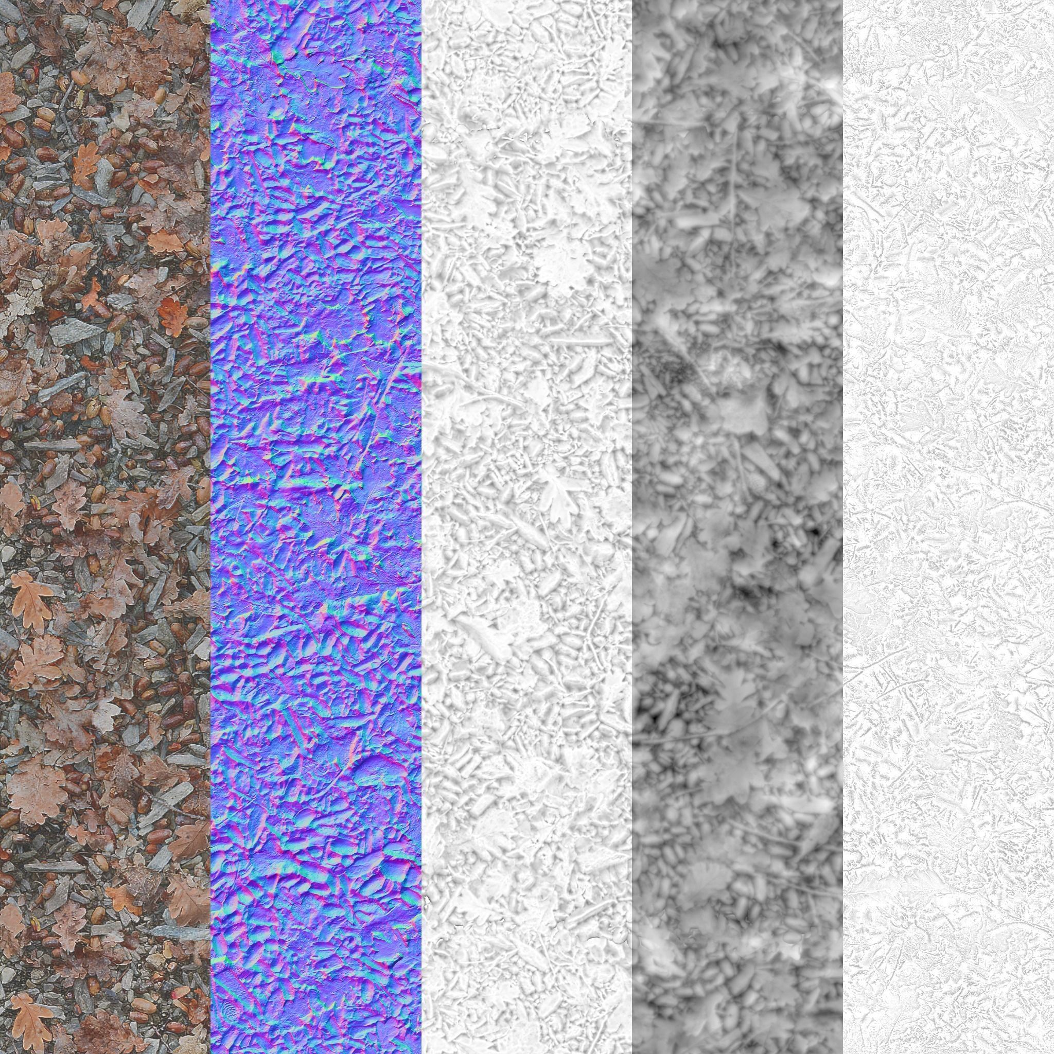 Oak leaves and pebbles forest ground - autumn Texture_3