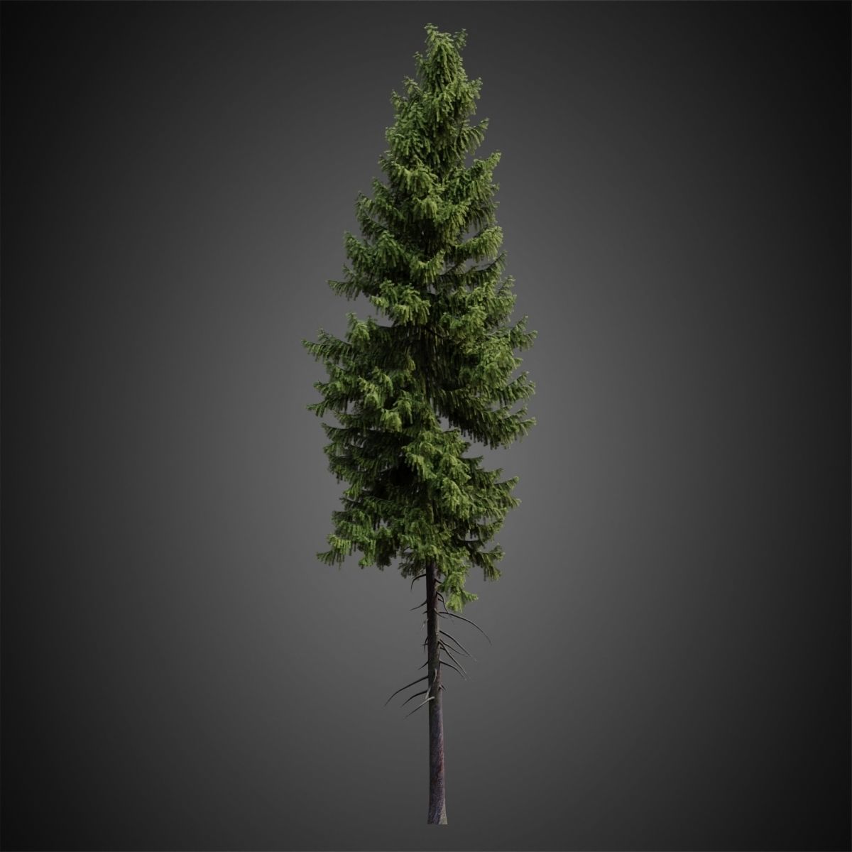 HeliosVegetation vol4 - Norway Spruce Corona 3D model_6