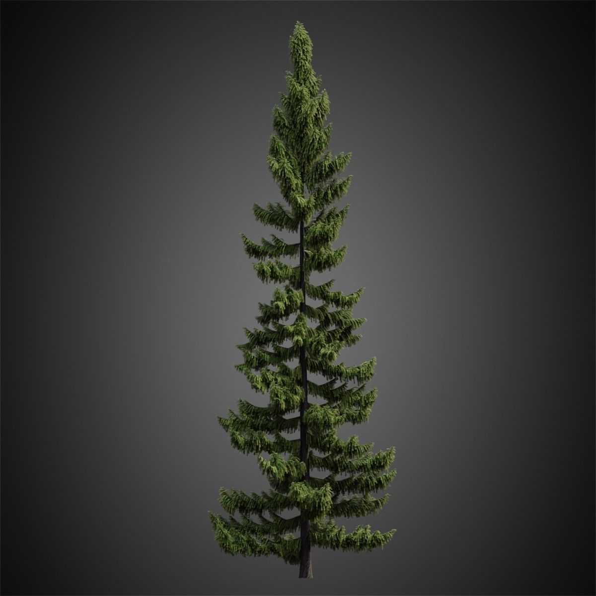 HeliosVegetation vol4 - Norway Spruce Corona 3D model_1