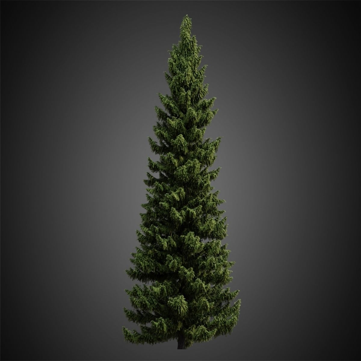 HeliosVegetation vol4 - Norway Spruce Corona 3D model_2