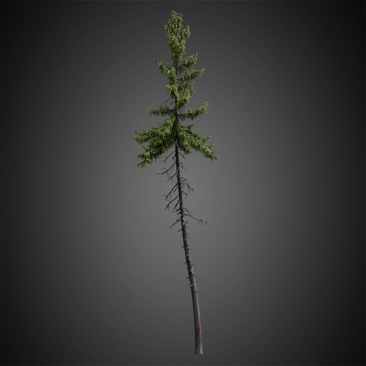 HeliosVegetation vol4 - Norway Spruce Corona 3D model_8