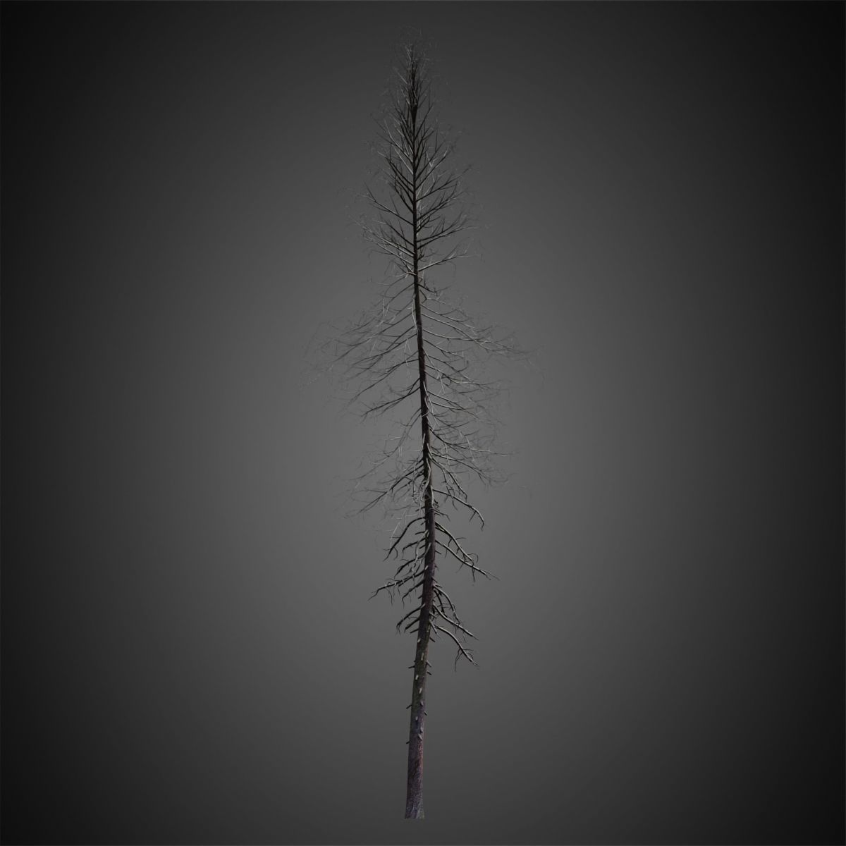 HeliosVegetation vol4 - Norway Spruce Corona 3D model_9