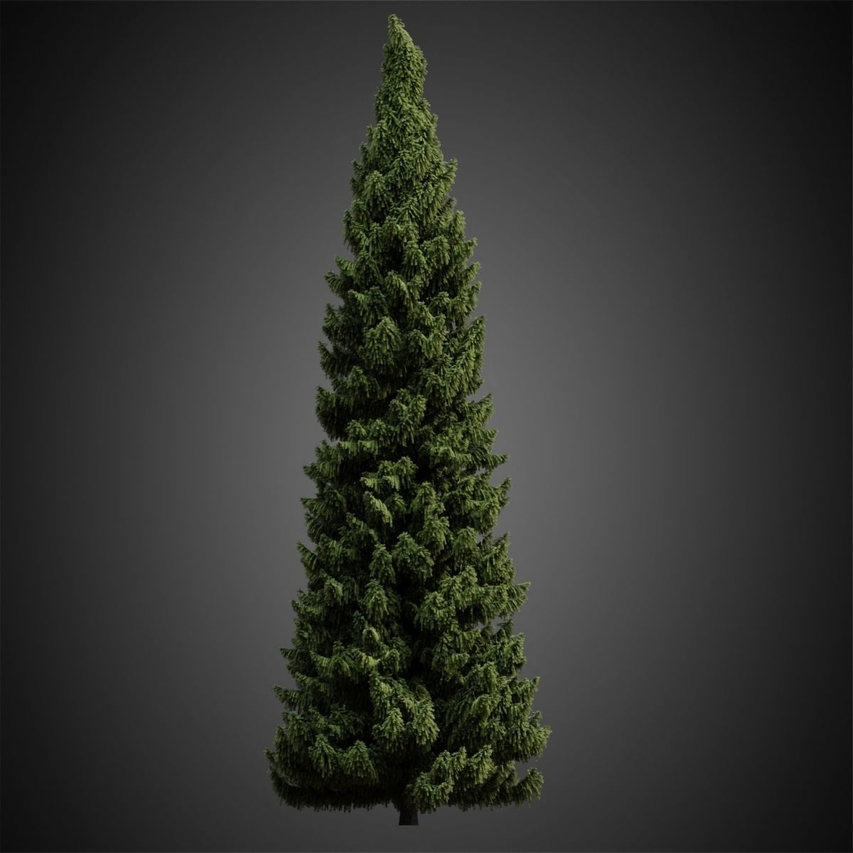 HeliosVegetation vol4 - Norway Spruce Corona 3D model_3