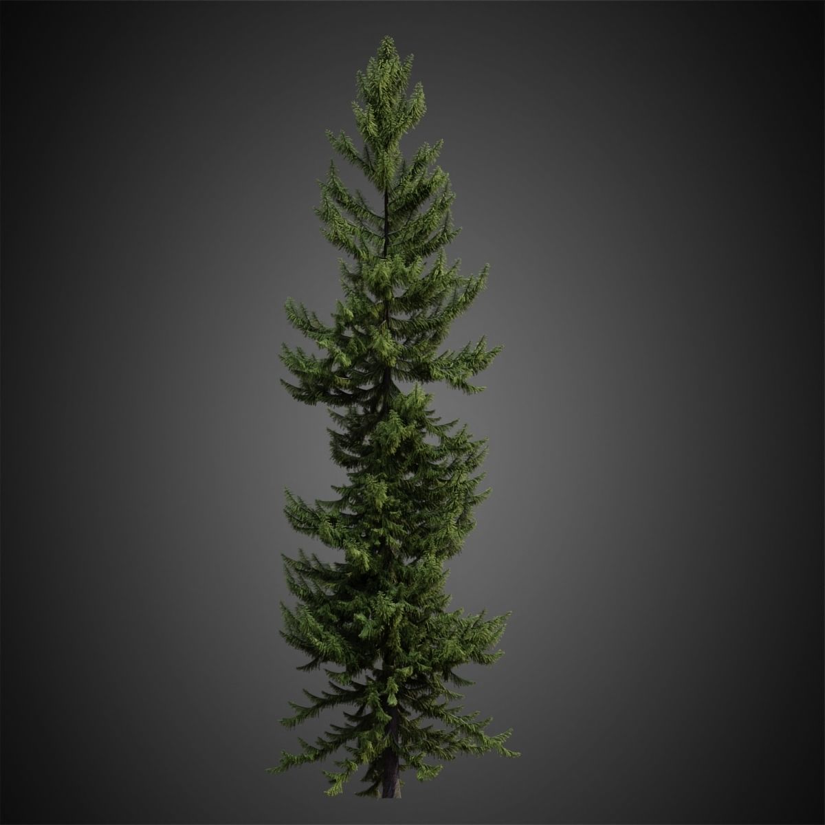 HeliosVegetation vol4 - Norway Spruce Corona 3D model_4