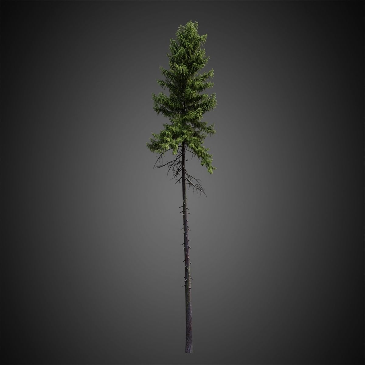 HeliosVegetation vol4 - Norway Spruce Corona 3D model_7