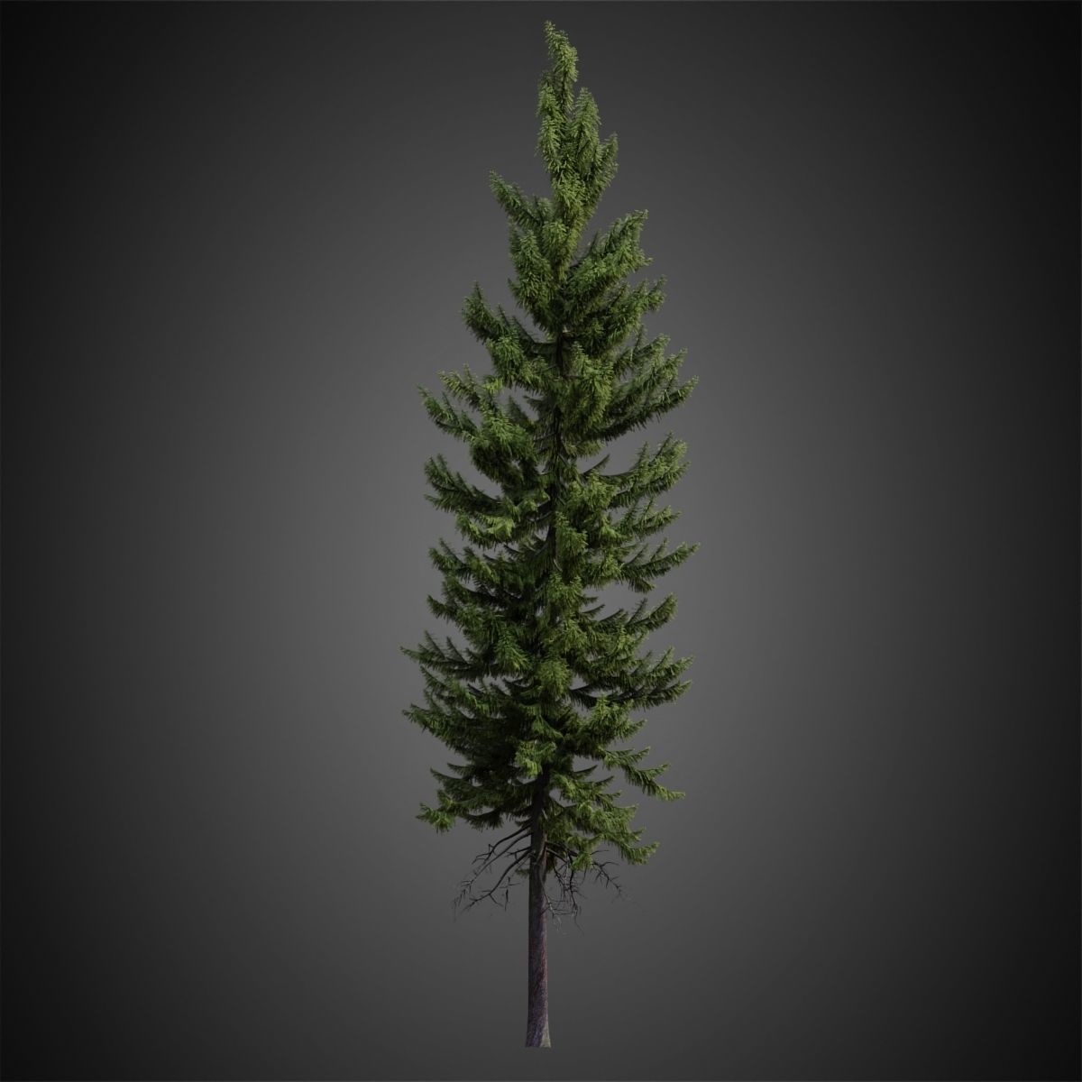 HeliosVegetation vol4 - Norway Spruce VRAY 3D model_5