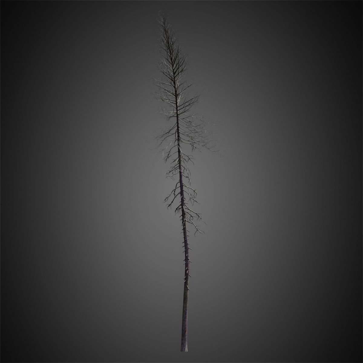 HeliosVegetation vol4 - Norway Spruce VRAY 3D model_10