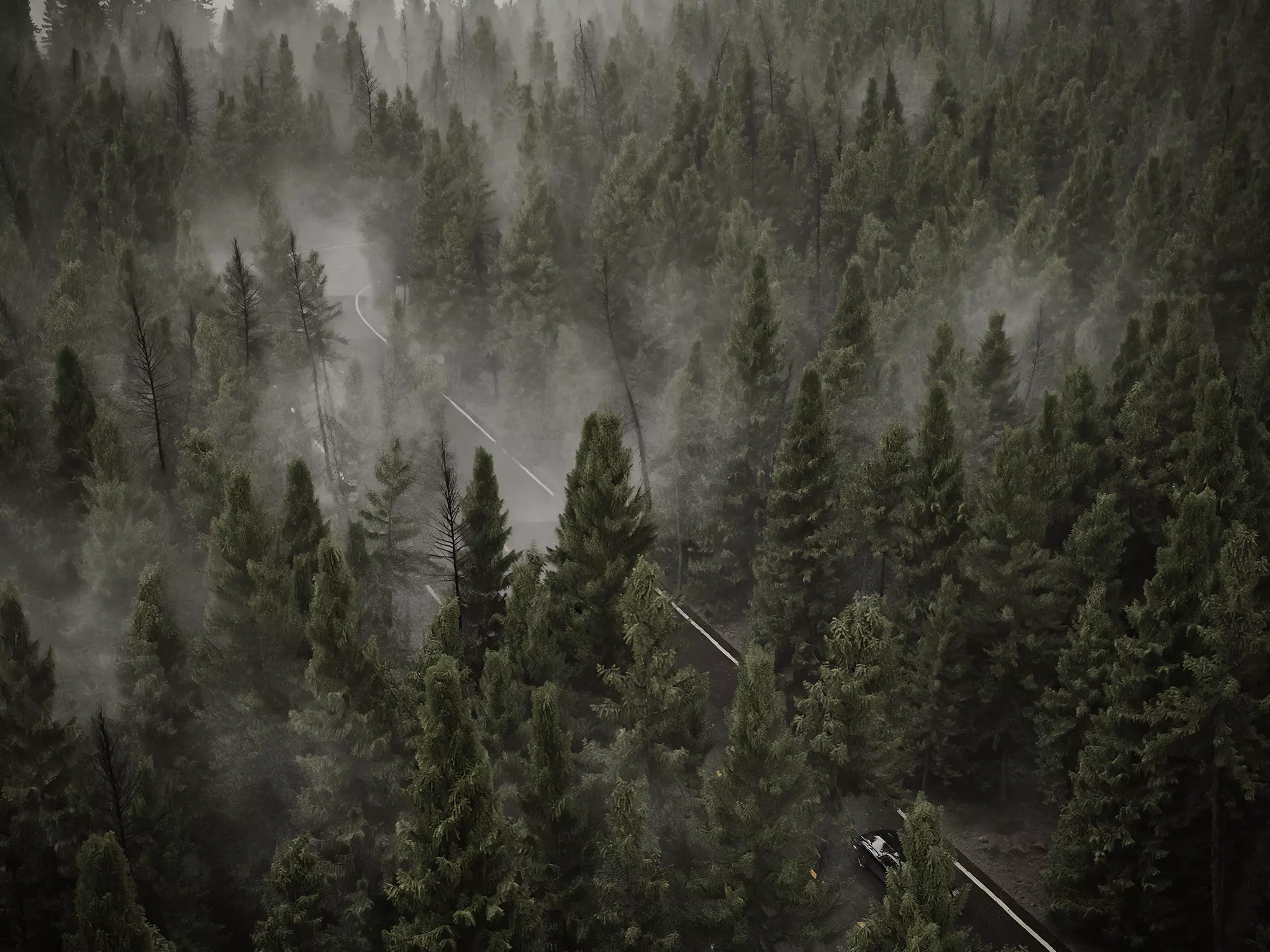 HeliosVegetation vol4 - Norway Spruce VRAY 3D model_0