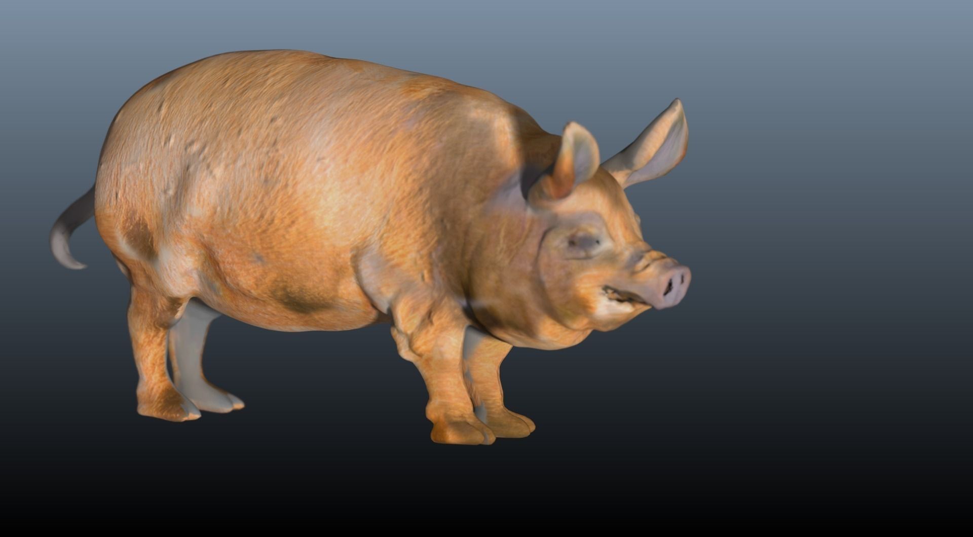 The hog pig 3D model_5