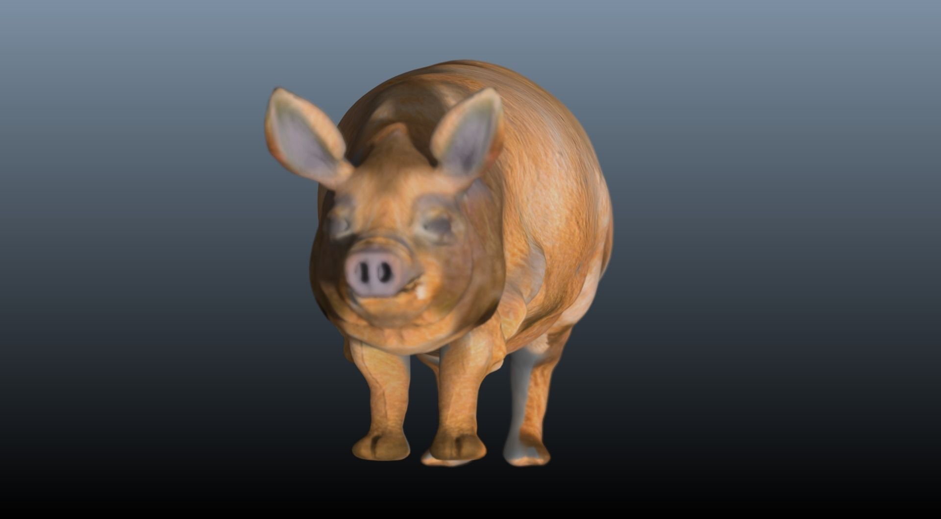 The hog pig 3D model_2