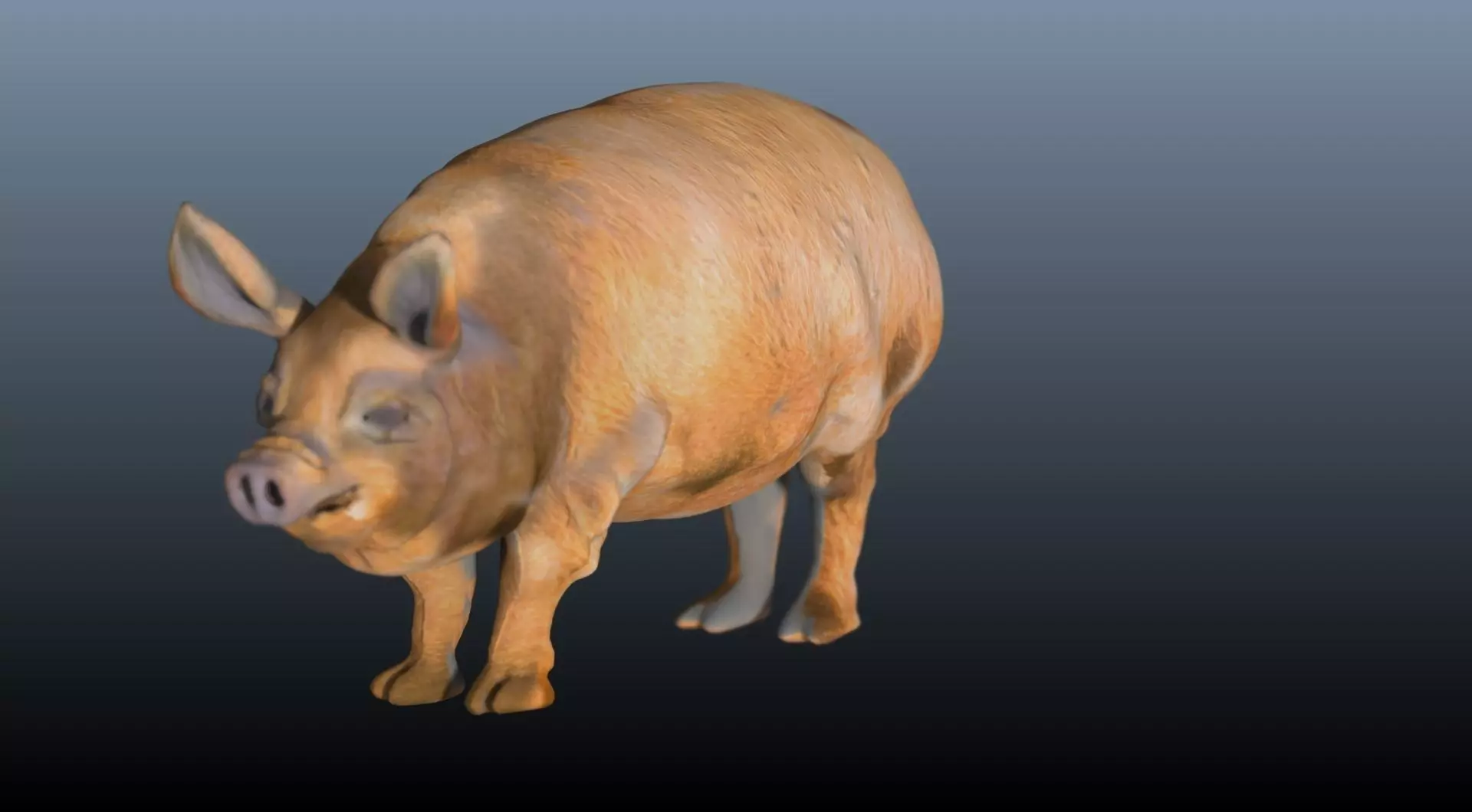 The hog pig 3D model_0