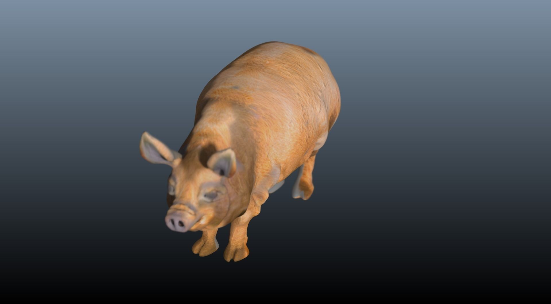 The hog pig 3D model_1