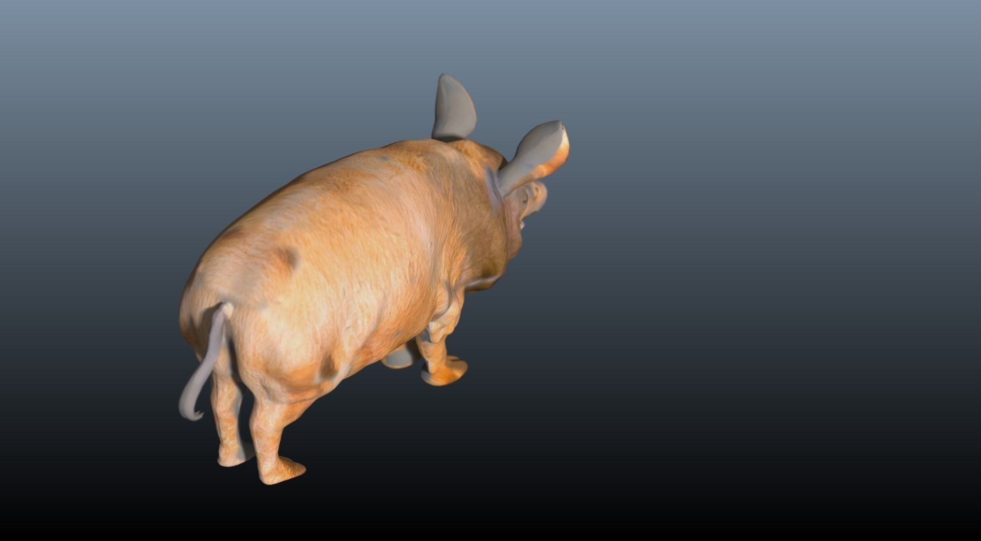 The hog pig 3D model_3