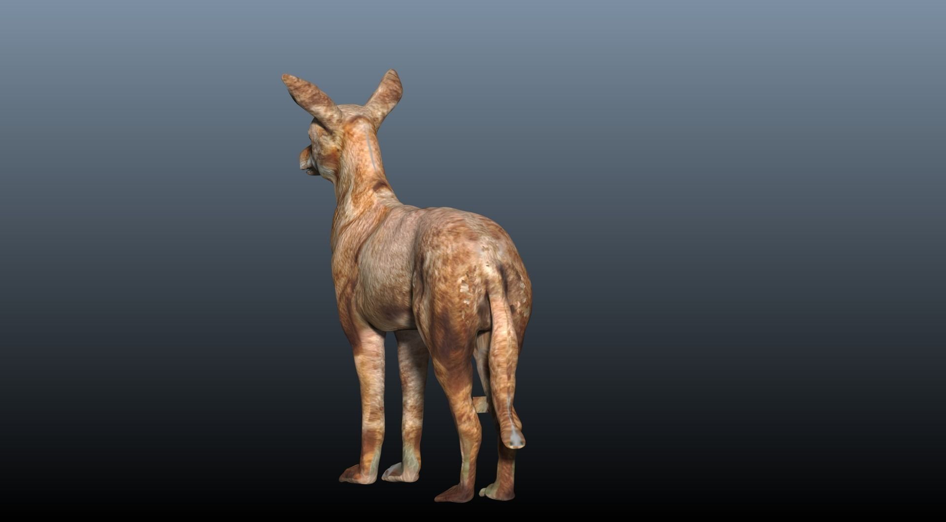 ethiopian wolf  3D model_6