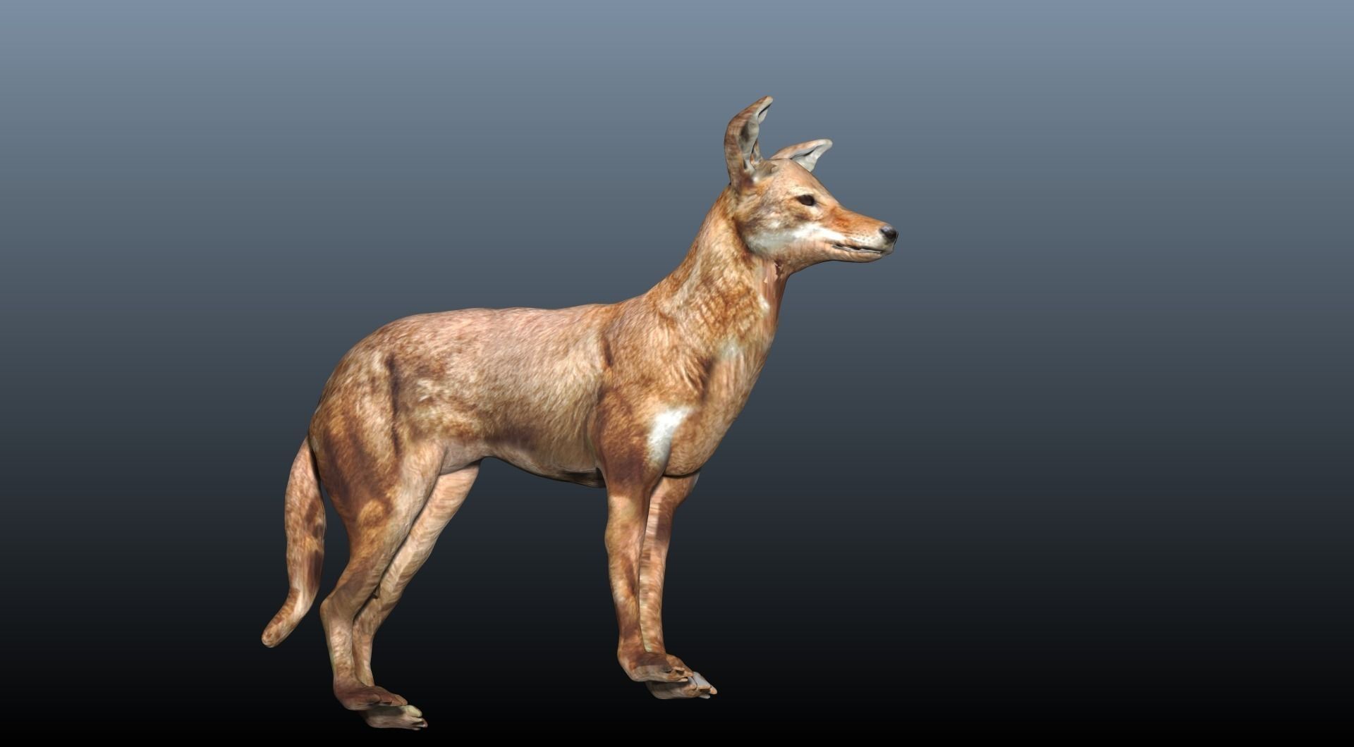 ethiopian wolf  3D model_5
