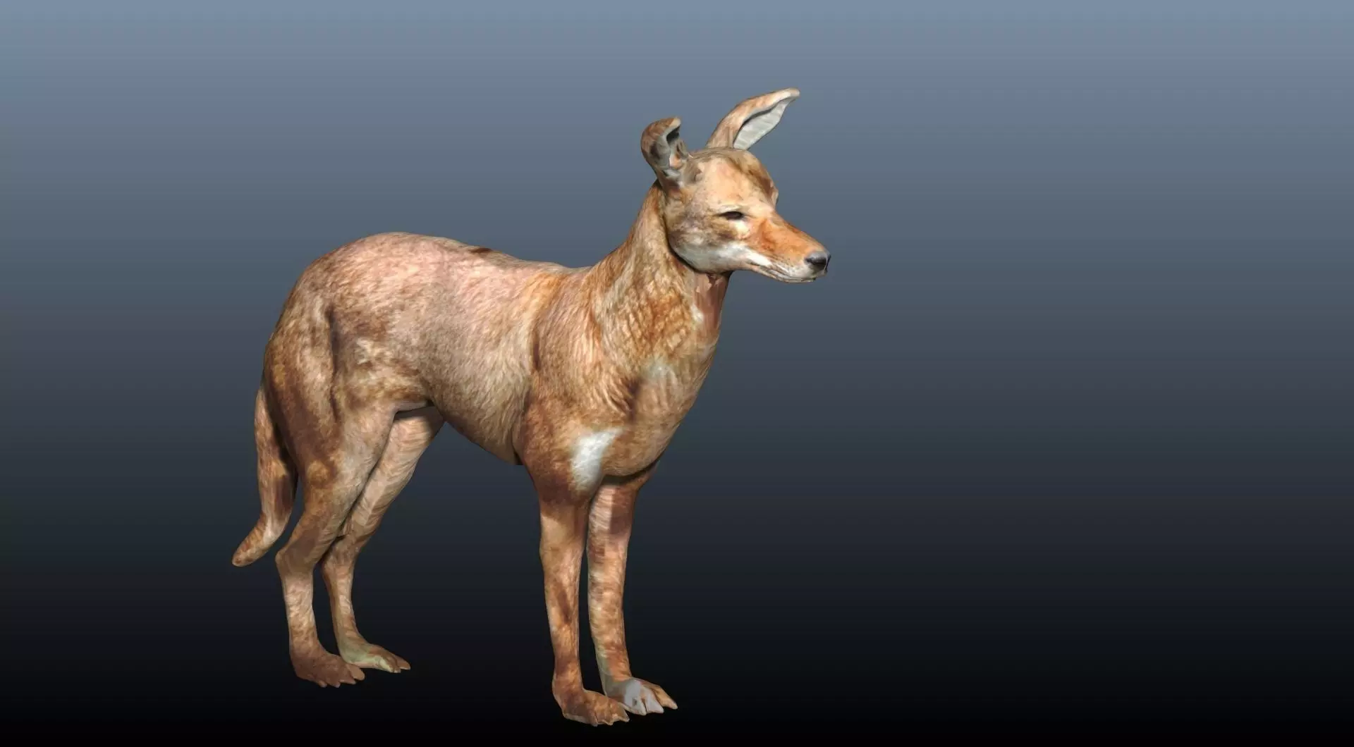 ethiopian wolf  3D model_0