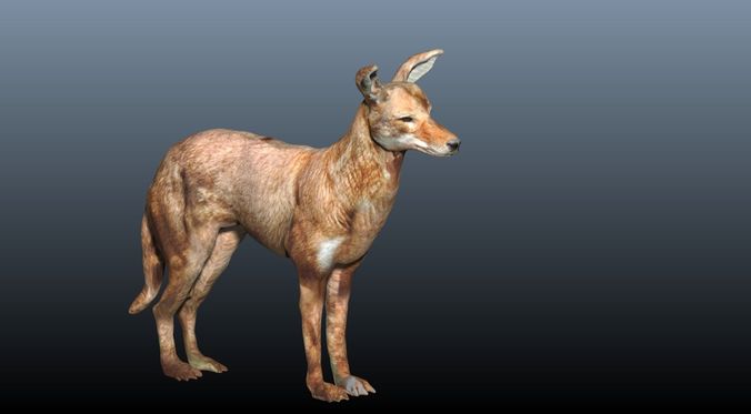 ethiopian wolf  3D model