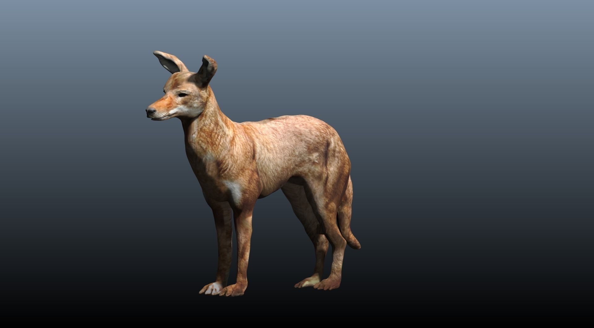 ethiopian wolf  3D model_1