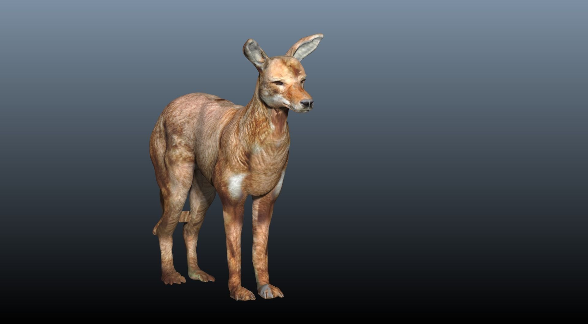 ethiopian wolf  3D model_7