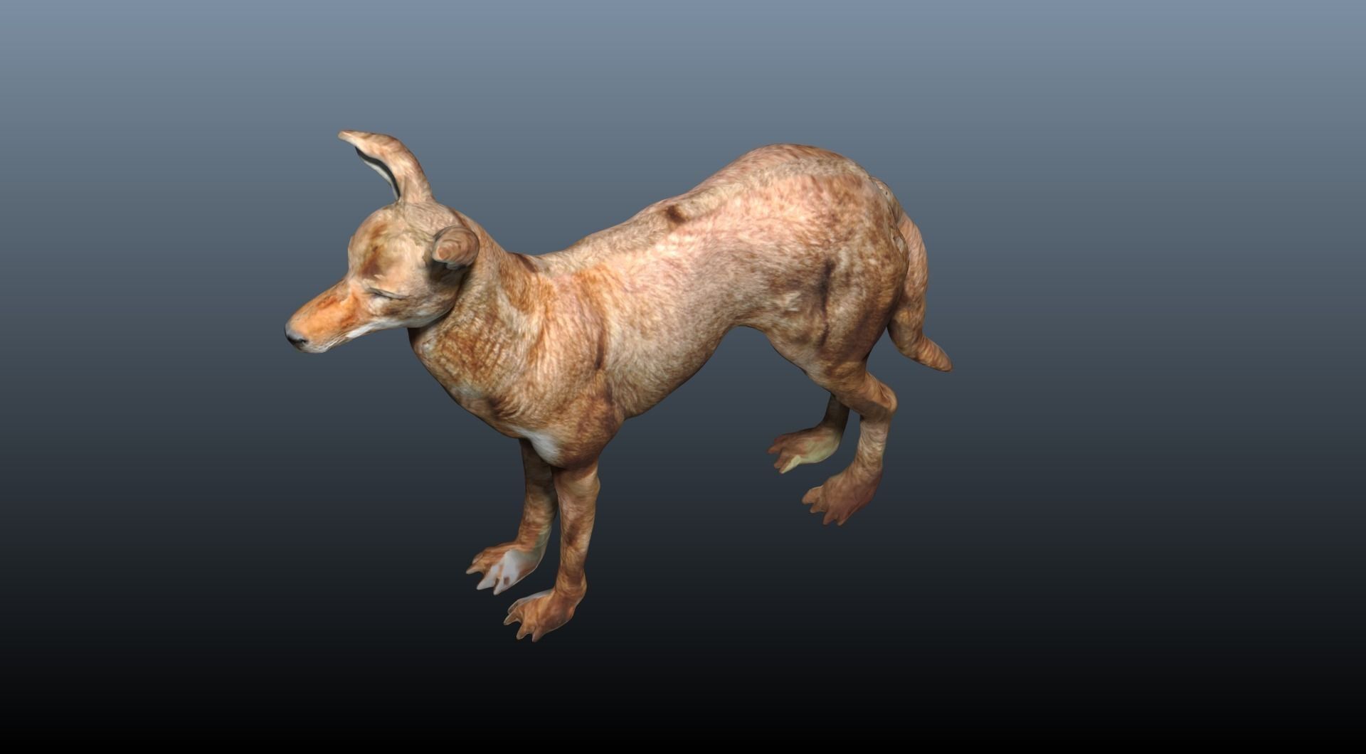 ethiopian wolf  3D model_4