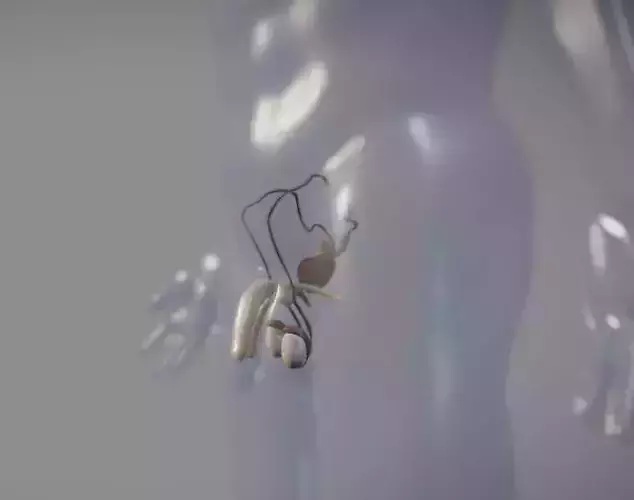 Penile Erection Mechanism Animation Low-poly 3D model