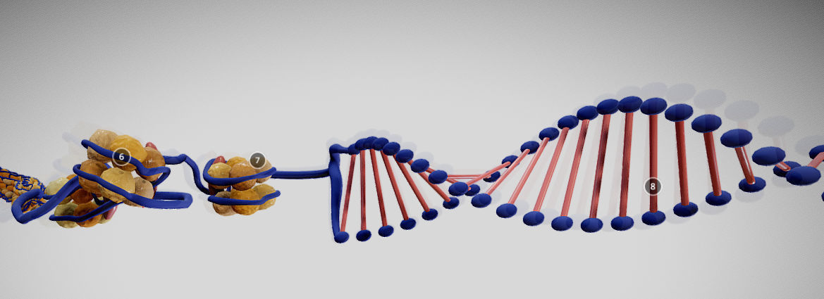 Chromosome Structure Low-poly 3D model_4