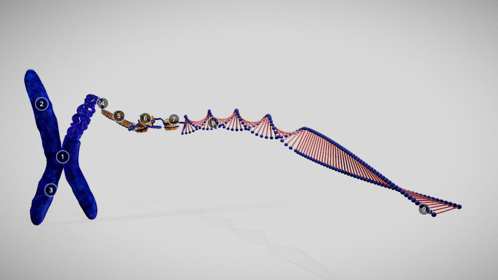 Chromosome Structure Low-poly 3D model_1