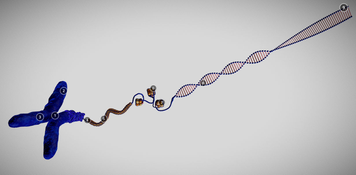 Chromosome Structure Low-poly 3D model_6