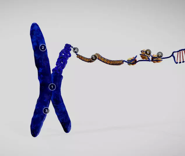 Chromosome Structure Low-poly 3D model_0