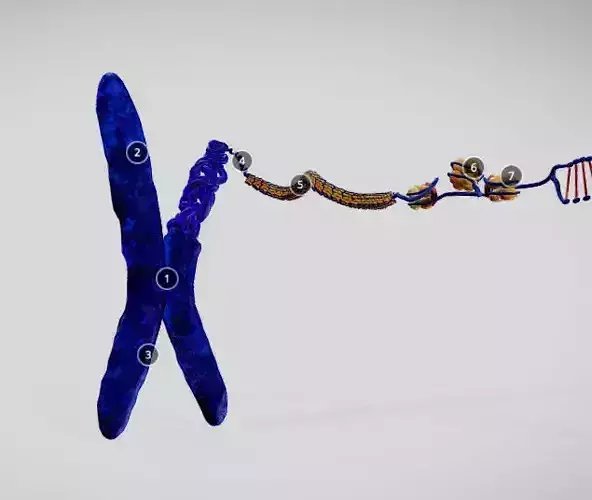 Chromosome Structure Low-poly 3D model Chromosome Structure Low-poly 3D model