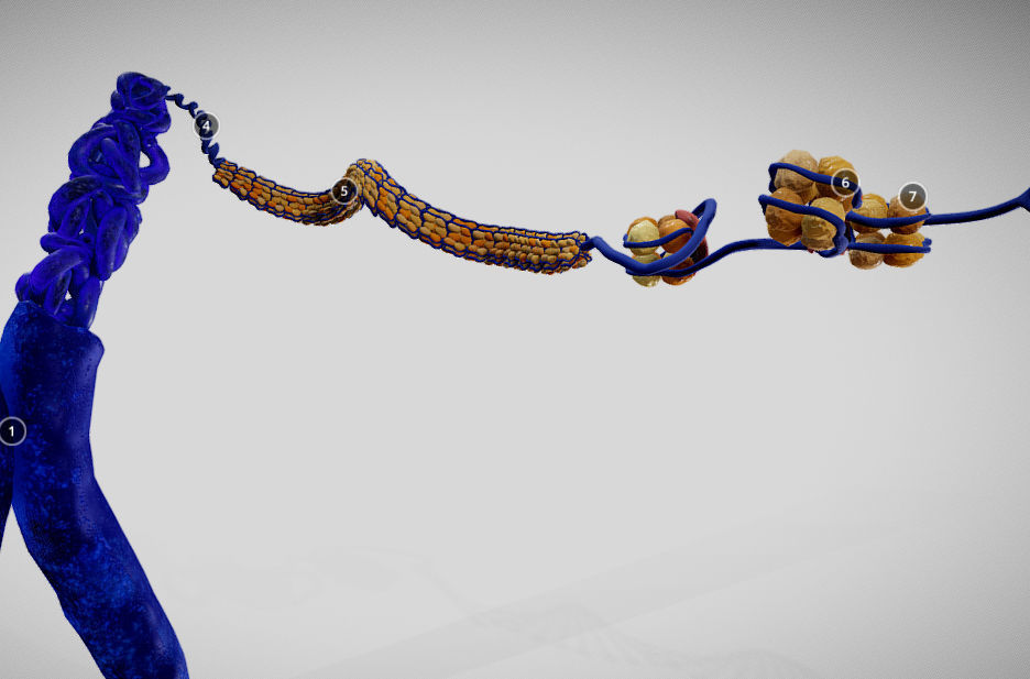 Chromosome Structure Low-poly 3D model_3