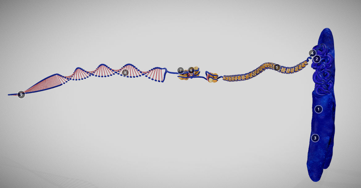 Chromosome Structure Low-poly 3D model_8