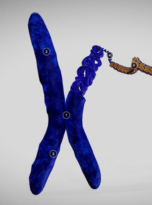 Chromosome Structure Low-poly 3D model_2