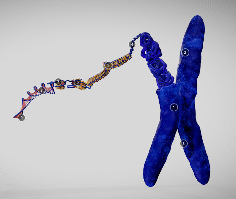 Chromosome Structure Low-poly 3D model_7