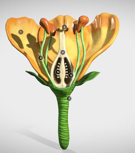 Flower cross section Low-poly 3D model
