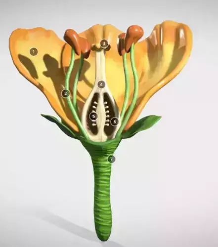 Flower cross section Low-poly 3D model