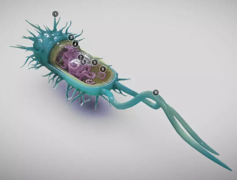 Bacterial Cell Structure Low-poly 3D model_0