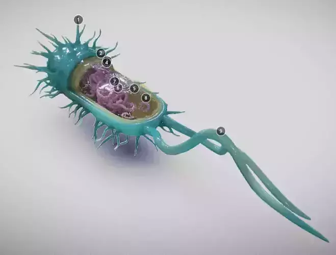 Bacterial Cell Structure Low-poly 3D model
