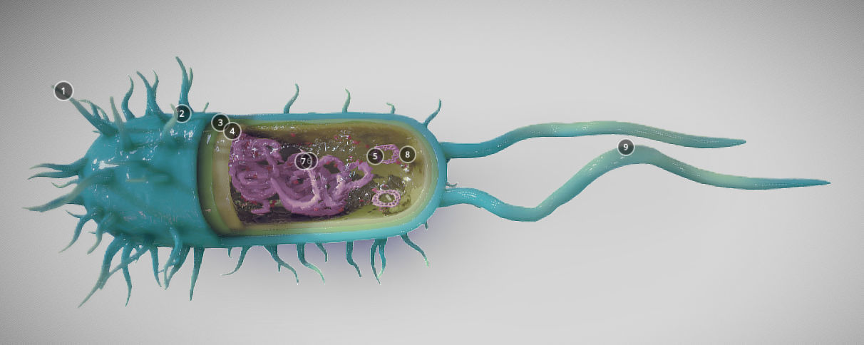 Bacterial Cell Structure Low-poly 3D model_1