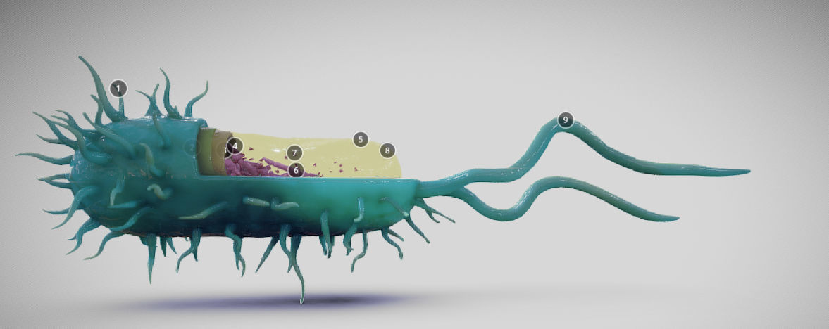 Bacterial Cell Structure Low-poly 3D model_2