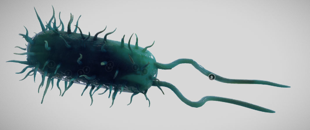 Bacterial Cell Structure Low-poly 3D model_3