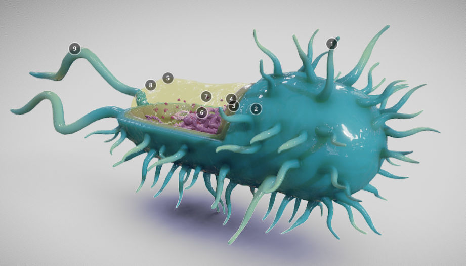 Bacterial Cell Structure Low-poly 3D model_4