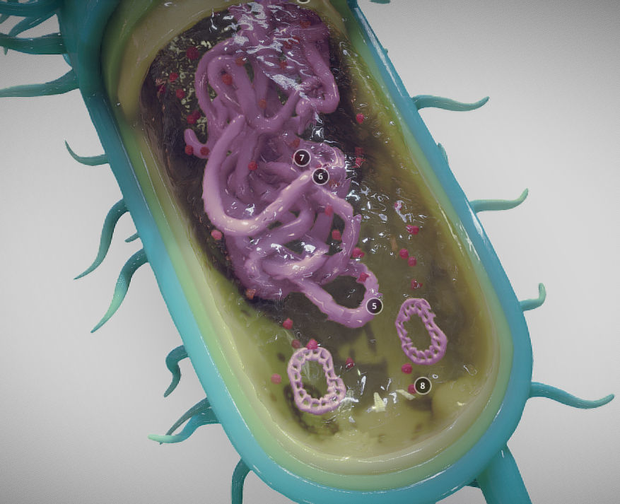 Bacterial Cell Structure Low-poly 3D model_5
