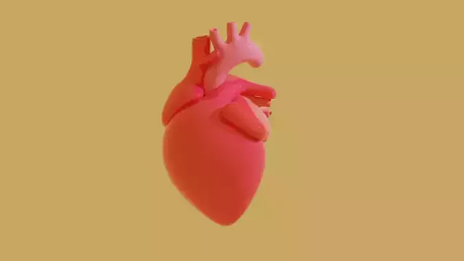 Human Heart