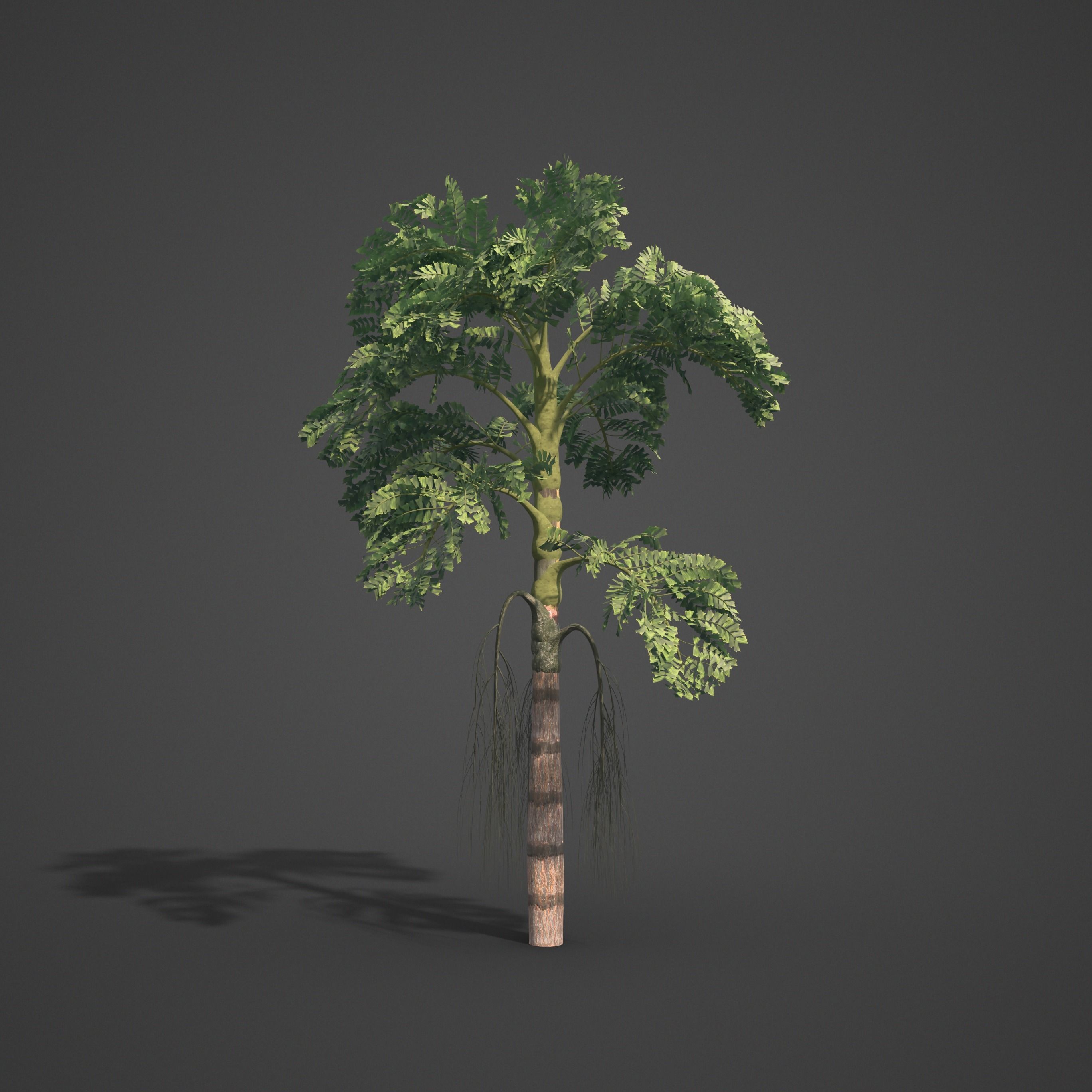 2021 PBR Jaggery Palm Collection - Caryota Urens 3D model_5