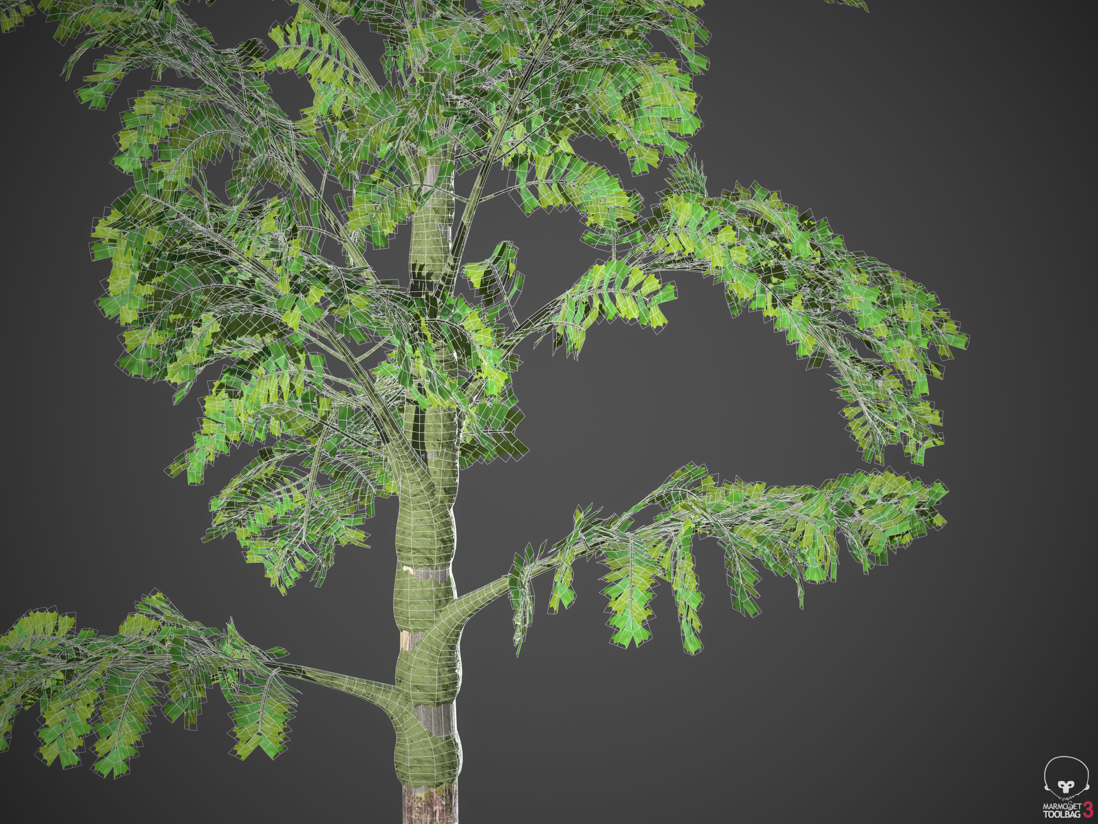2021 PBR Jaggery Palm Collection - Caryota Urens 3D model_9